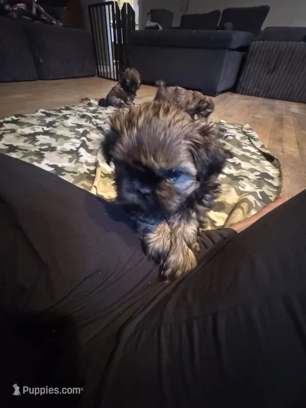 Akc Shih tzu male 2 – Shih Tzu puppy for sale in Bunn, NC