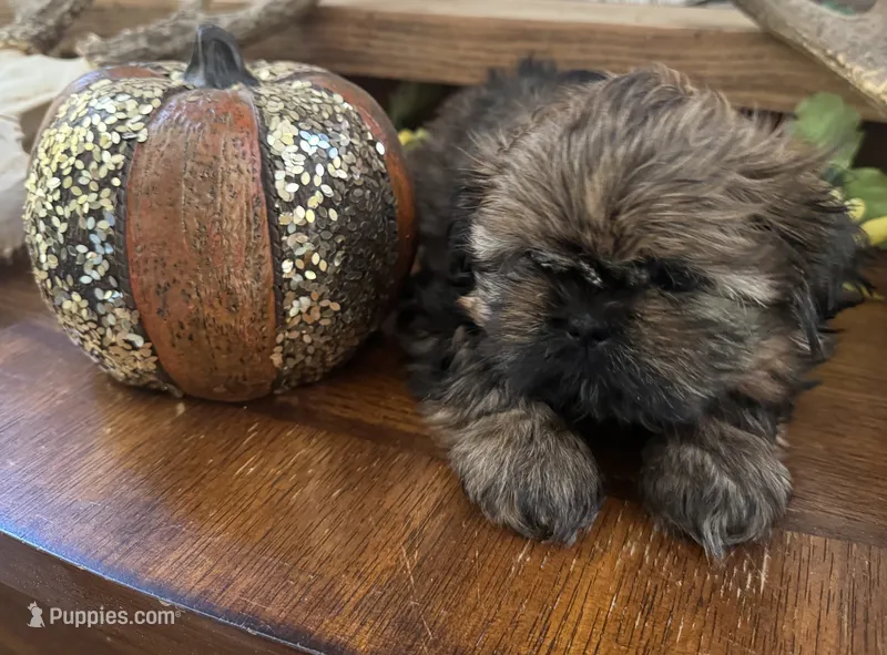 Akc Shih tzu male 2 – Shih Tzu puppy for sale in Bunn, NC