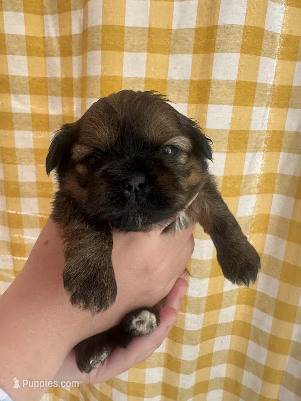 Akc Shih tzu male 1 – Shih Tzu puppy for sale in Bunn, NC