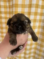 Akc Shih tzu male 1, a male Shih Tzu for sale in Bunn, NC – 1 of 3