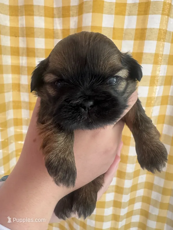 AKC Shih tzu female 1 – Shih Tzu puppy for sale in Bunn, NC