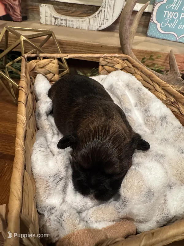 Akc Shih tzu male 2 – Shih Tzu puppy for sale in Bunn, NC