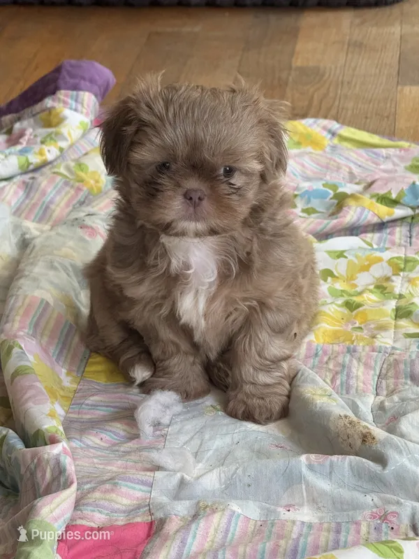 Lavender female Shih tzu 2 – Shih Tzu puppy for sale in Bunn, NC