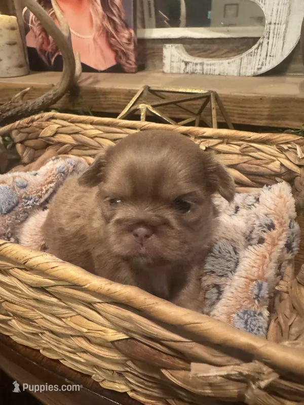 Lavender female Shih tzu 2 – Shih Tzu puppy for sale in Bunn, NC