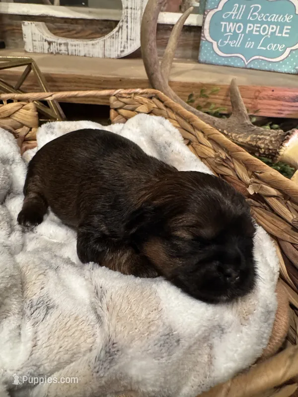 Akc Shih tzu male 3 – Shih Tzu puppy for sale in Bunn, NC
