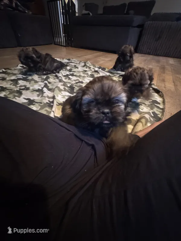 Akc Shih tzu male 1 – Shih Tzu puppy for sale in Bunn, NC
