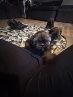 Akc Shih tzu male 1, a male Shih Tzu for sale in Bunn, NC – 2 of 3