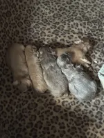 Lavender female Shih tzu 3, a female Shih Tzu for sale in Bunn, NC – 2 of 2