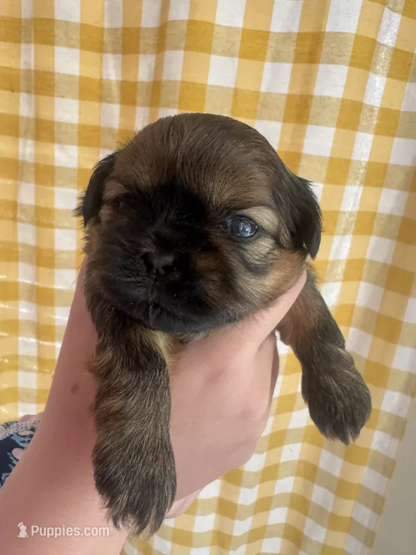 AKC Shih tzu male 4 – Shih Tzu puppy for sale in Bunn, NC