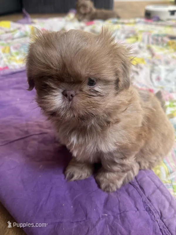 Lavender female Shih tzu 3 – Shih Tzu puppy for sale in Bunn, NC