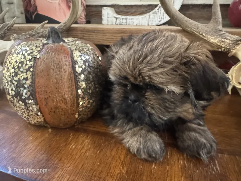 AKC Shih tzu male 4 – Shih Tzu puppy for sale in Bunn, NC