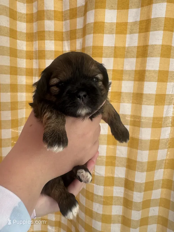 Akc Shih tzu male 2 – Shih Tzu puppy for sale in Bunn, NC