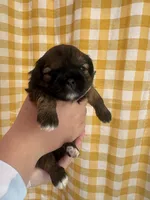 Akc Shih tzu male 2, a male Shih Tzu for sale in Bunn, NC – 1 of 4