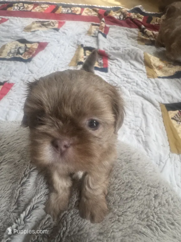 Lavender female Shih tzu 3 – Shih Tzu puppy for sale in Bunn, NC
