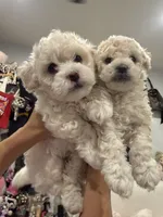 Gucci, a male Poodle - Toy  for sale in West Hills, CA – 5 of 7