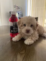 Ben , a male Poodle - Toy  for sale in West Hills, CA – 3 of 4