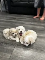 Gucci, a male Poodle - Toy  for sale in West Hills, CA – 3 of 7