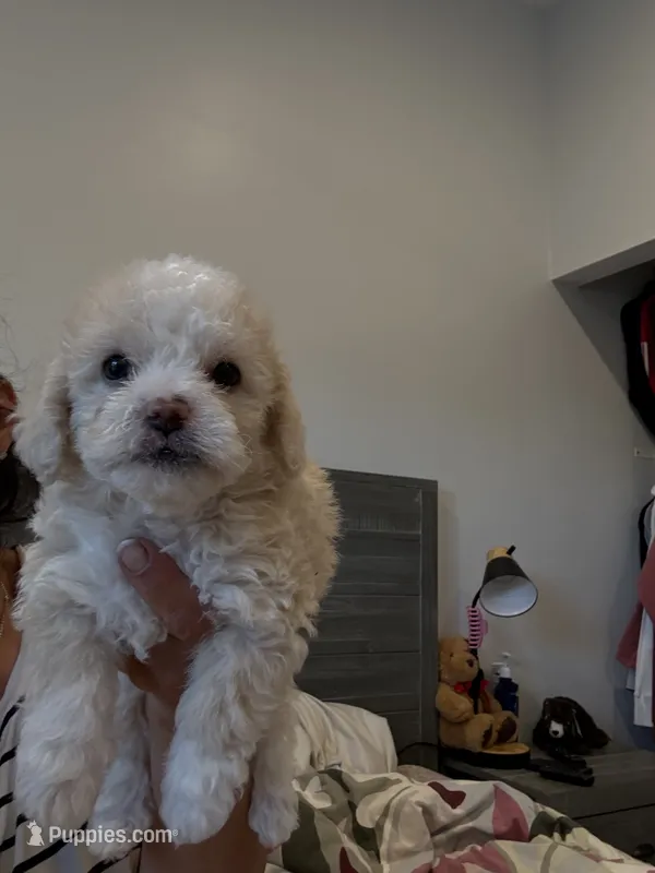 Ben  – Poodle - Toy  puppy for sale in West Hills, CA