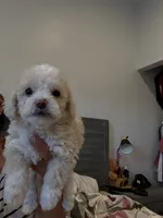 Ben , a male Poodle - Toy  for sale in West Hills, CA – 1 of 4