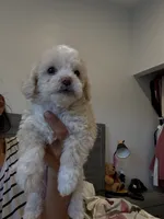 Ben , a male Poodle - Toy  for sale in West Hills, CA – 2 of 4