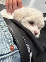Gucci, a male Poodle - Toy  for sale in West Hills, CA – 4 of 7