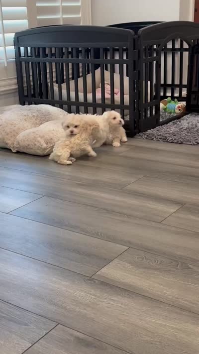 Gucci, a male Poodle - Toy  for sale in West Hills, CA – 7 of 7