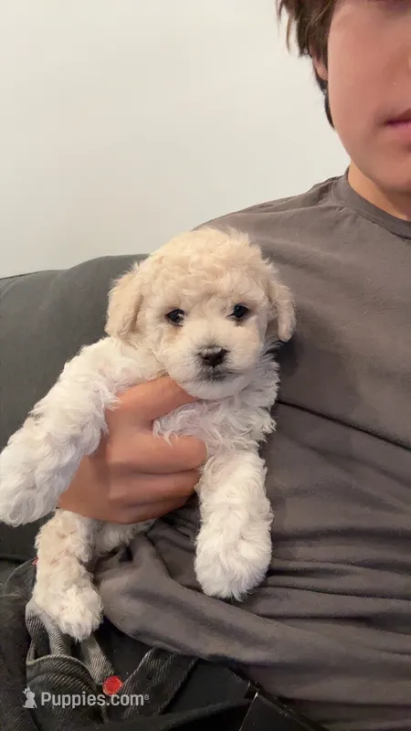 Gucci – Poodle - Toy  puppy for sale in West Hills, CA