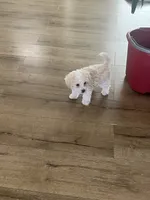 Ben , a male Poodle - Toy  for sale in West Hills, CA – 4 of 4