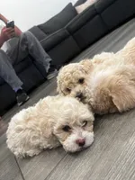 Gucci, a male Poodle - Toy  for sale in West Hills, CA – 2 of 7