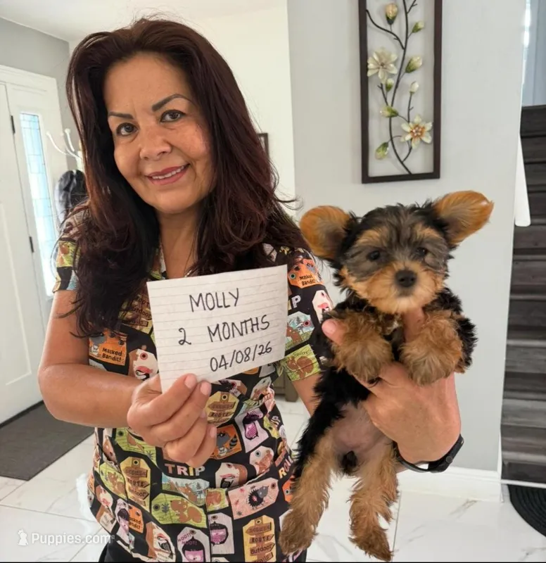 Molly  – Yorkshire Terrier puppy for sale in Tampa, FL
