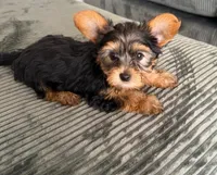 Molly , a female Yorkshire Terrier for sale in Tampa, FL – Photo 2 of 2