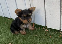 Jax, a male Yorkshire Terrier for sale in Tampa, FL – Photo 3 of 4