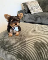 Jax, a male Yorkshire Terrier for sale in Tampa, FL – Photo 2 of 4