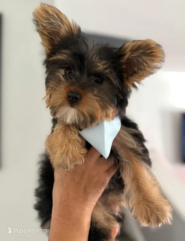 Jax – Yorkshire Terrier puppy for sale in Tampa, FL