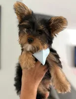 Jax, a male Yorkshire Terrier for sale in Tampa, FL – Photo 1 of 4