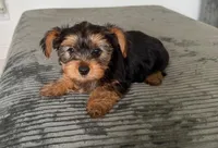 Pamela , a female Yorkshire Terrier for sale in Tampa, FL – Photo 1 of 3