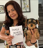 Pamela , a female Yorkshire Terrier for sale in Tampa, FL – Photo 3 of 3