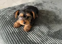 Pamela , a female Yorkshire Terrier for sale in Tampa, FL – Photo 2 of 3