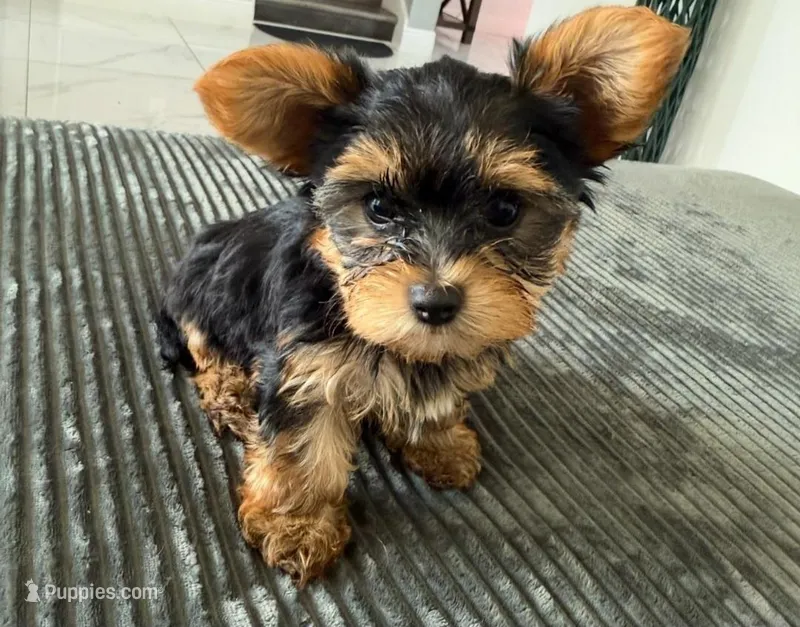 Gipsy  – Yorkshire Terrier puppy for sale in Tampa, FL