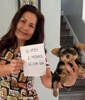 Gipsy , a female Yorkshire Terrier for sale in Tampa, FL – Photo 2 of 2