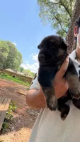 Bronco , a male German Shepherd Dog for sale in Charlotte, NC – 6 of 7