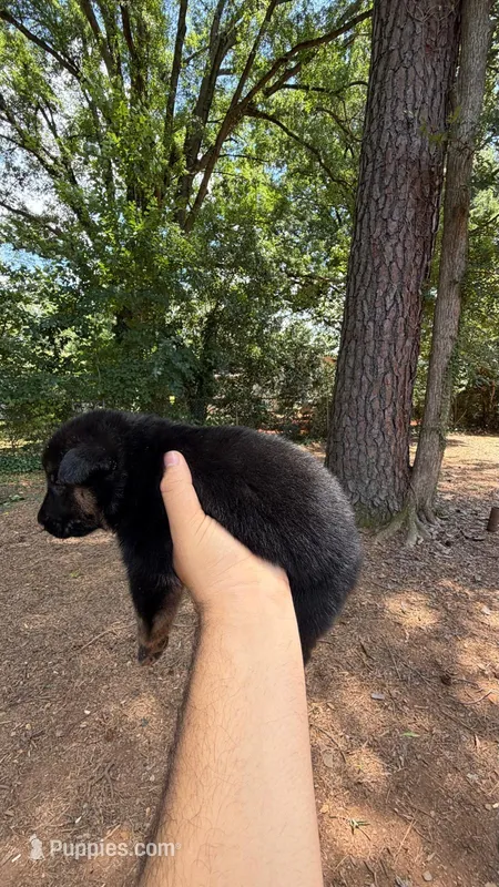 Bronco  – German Shepherd Dog puppy for sale in Charlotte, NC