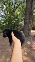 Bronco , a male German Shepherd Dog for sale in Charlotte, NC – 1 of 7