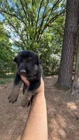 Bronco , a male German Shepherd Dog for sale in Charlotte, NC – 2 of 7