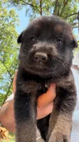 Bronco , a male German Shepherd Dog for sale in Charlotte, NC – 4 of 7
