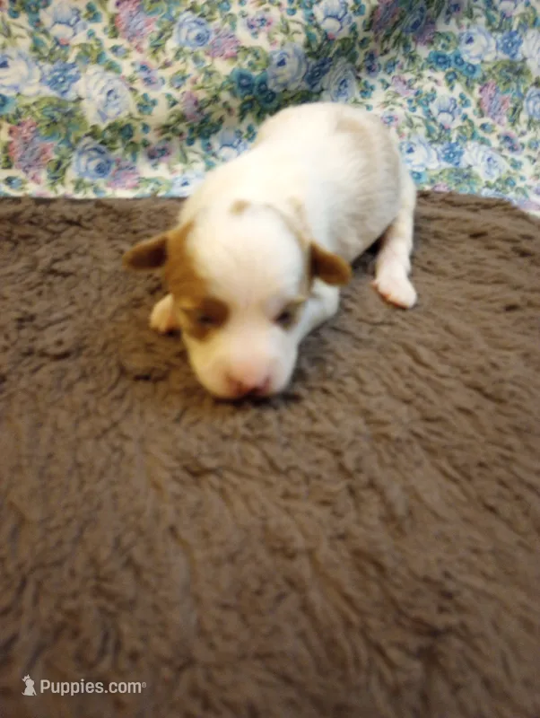 Frankie – Chinese Crested puppy for sale in Eaton, OH