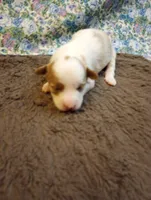 Frankie, a male Chinese Crested for sale in Eaton, OH – 1 of 3