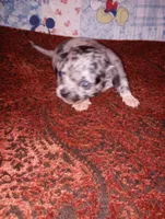 Merlin, a male Chihuahua for sale in Eaton, OH – 3 of 4