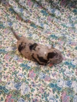 Merlin , a male Chihuahua for sale in Eaton, OH – 3 of 4