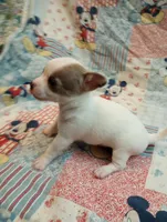 Moose, a male Chihuahua for sale in Eaton, OH – Photo 1 of 5